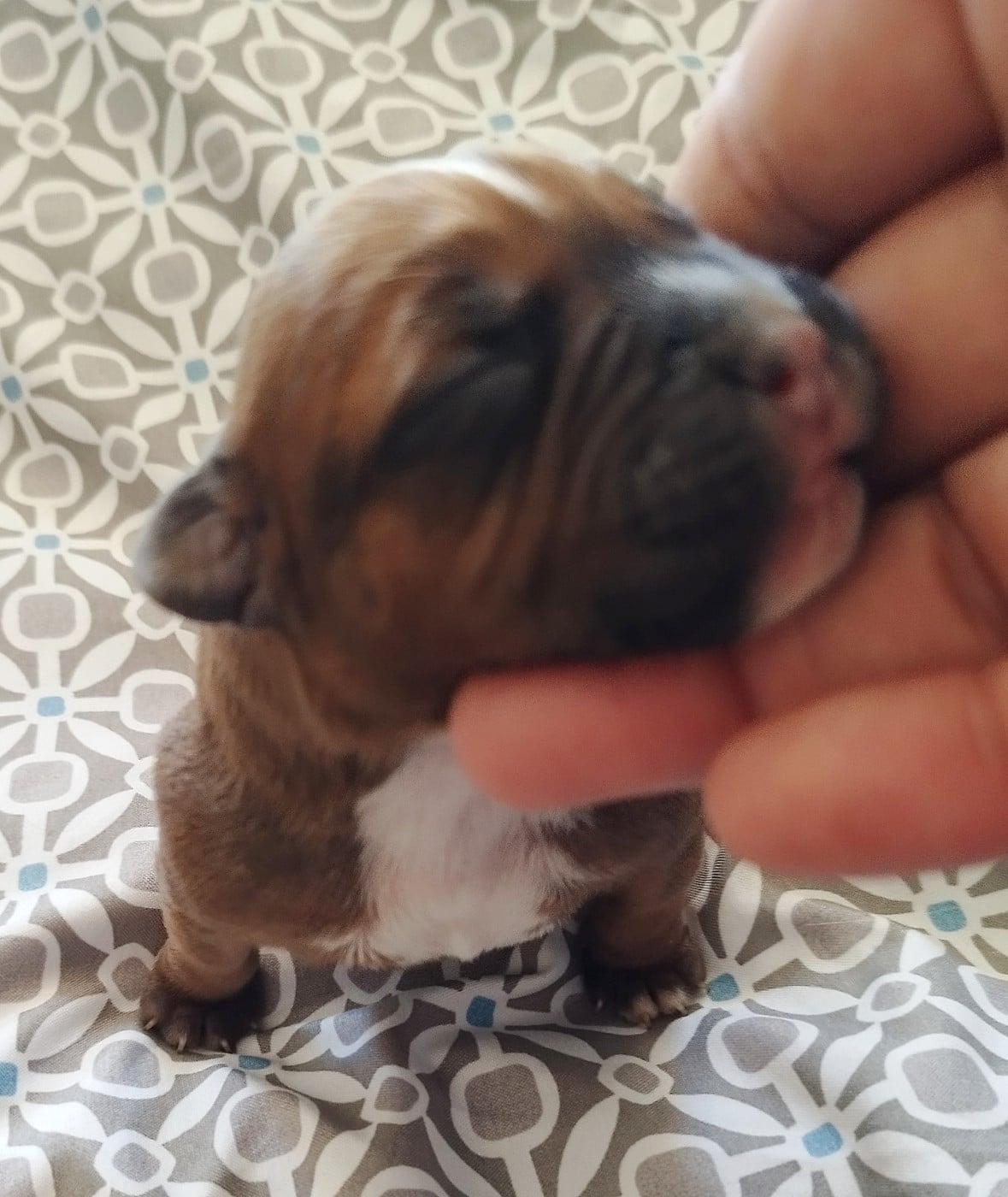Chiot N°4