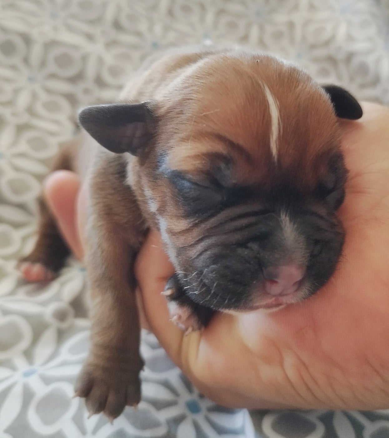 Chiot N°4
