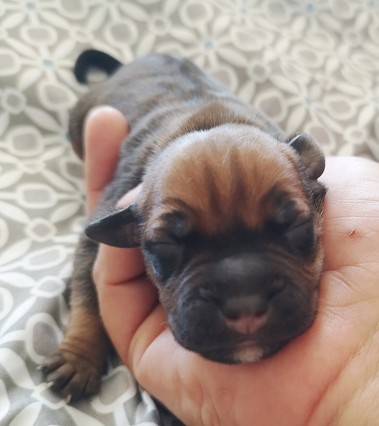 Chiot N°5