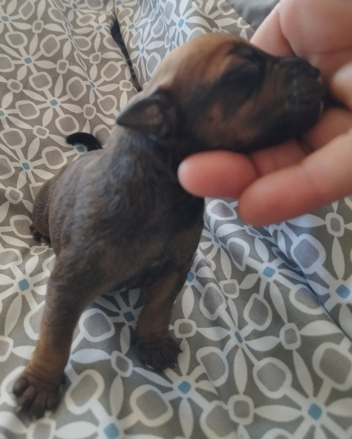 Chiot N°5