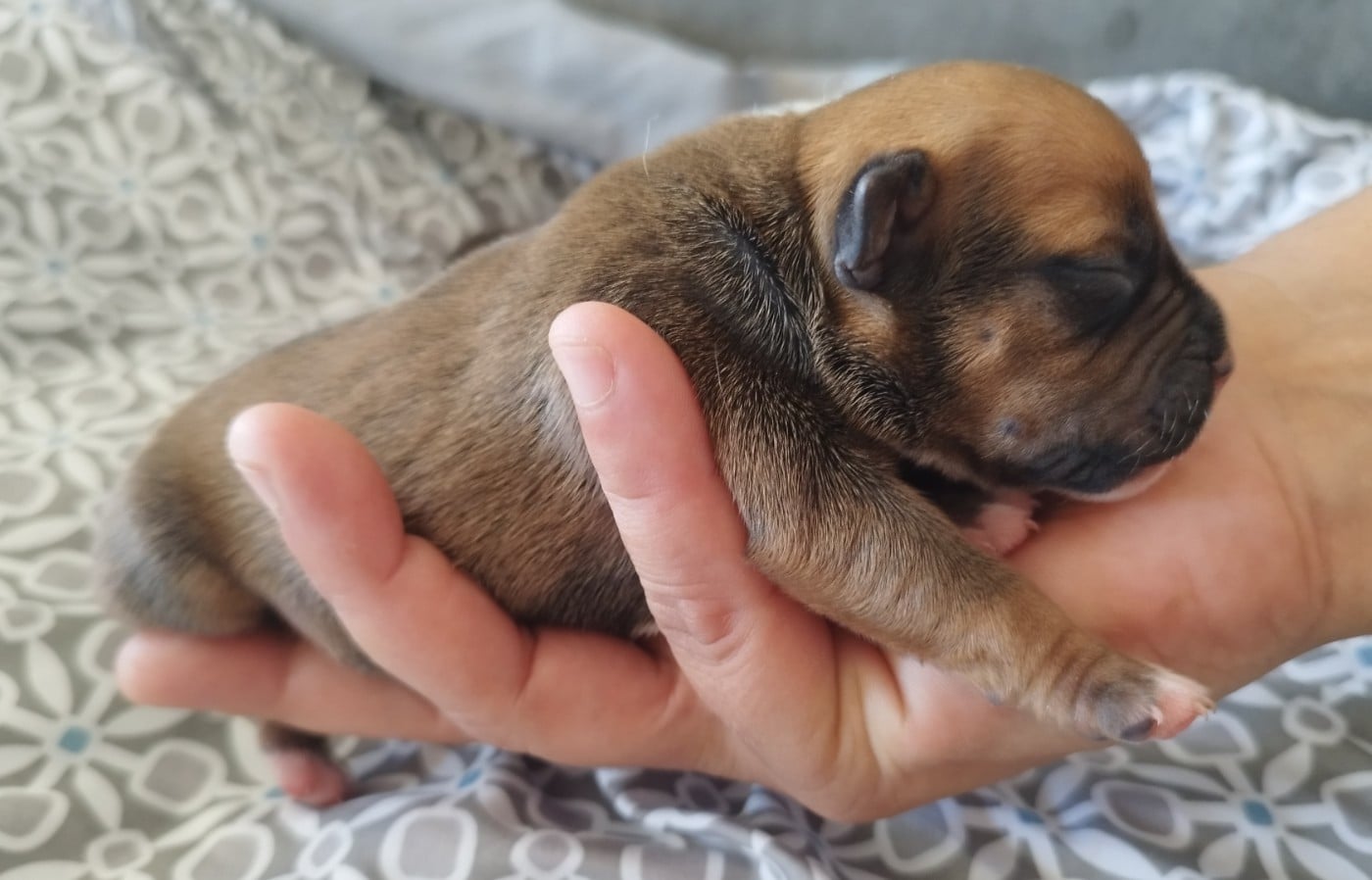 Chiot N°6
