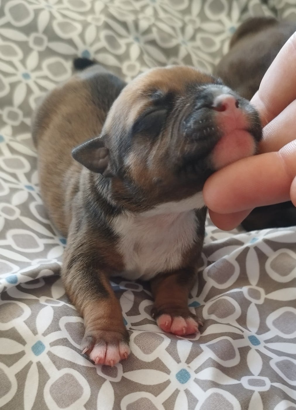 Chiot N°6