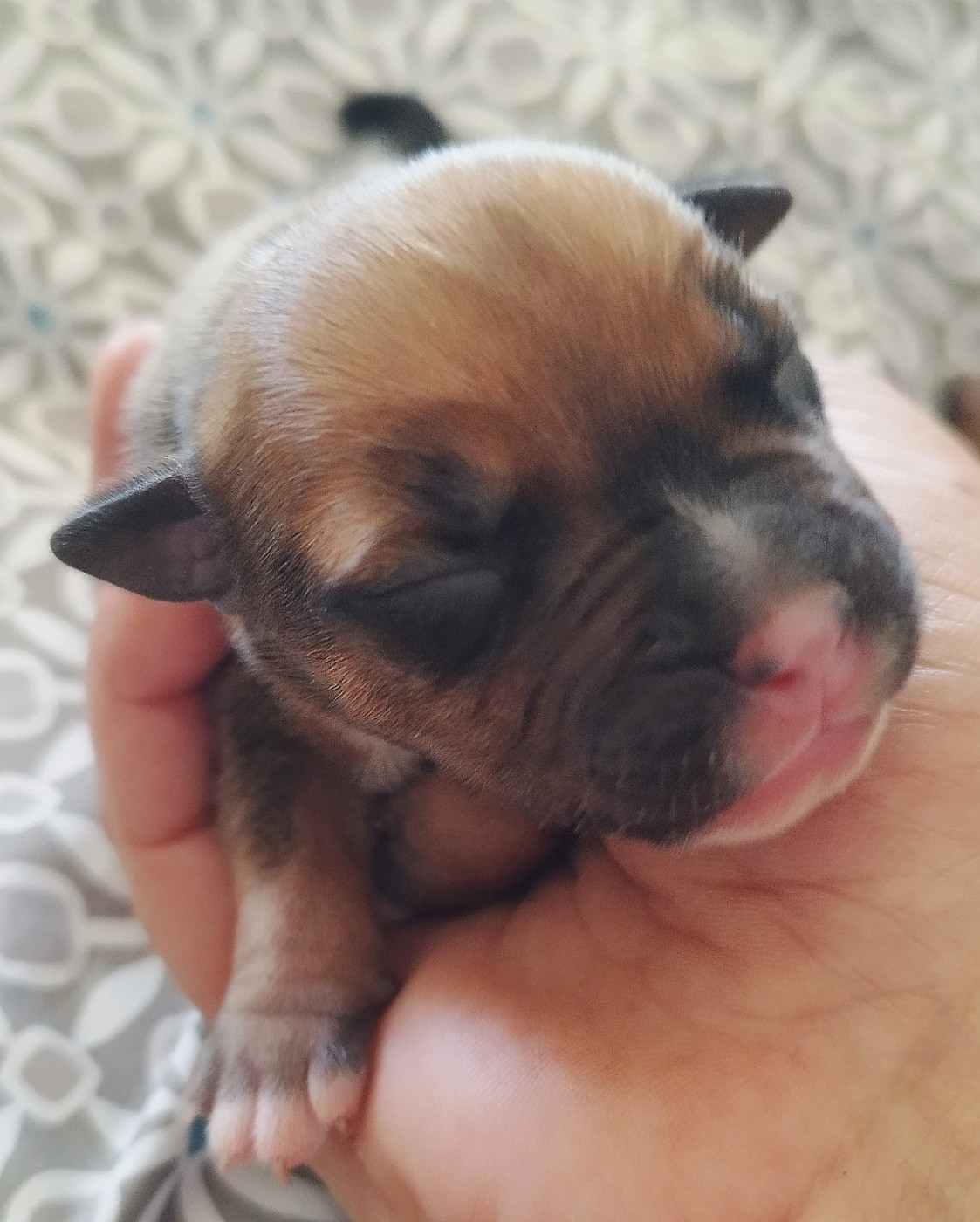 Chiot N°6