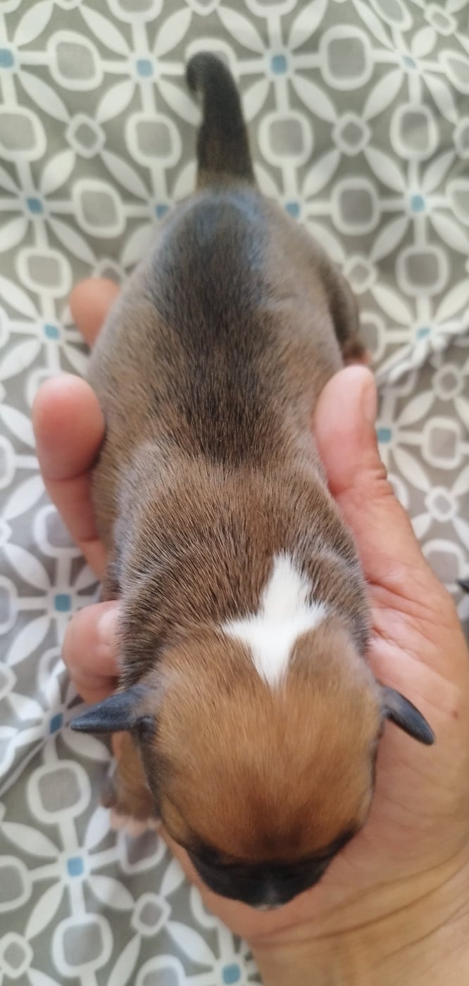 Chiot N°6