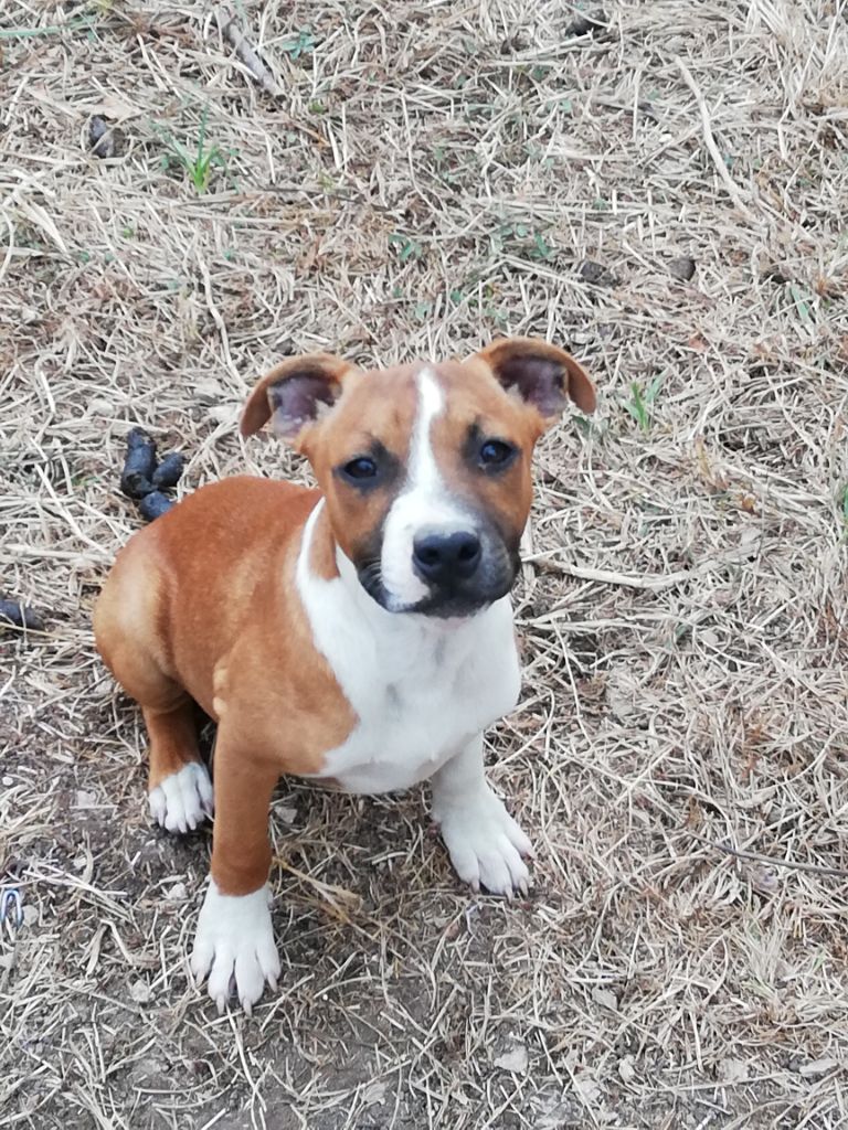 O'junior - Staffordshire Bull Terrier
