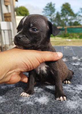 Les chiots de Staffordshire Bull Terrier