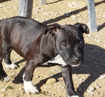 Les chiots de Staffordshire Bull Terrier