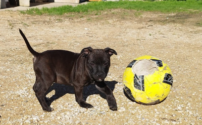 Les chiots de Staffordshire Bull Terrier