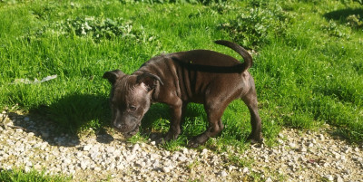 Les chiots de Staffordshire Bull Terrier