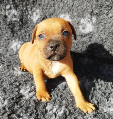 CHIOT 5 - Staffordshire Bull Terrier