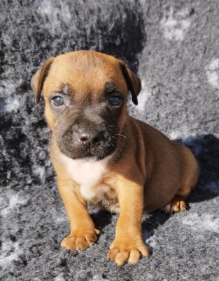 Staffordshire Bull Terrier