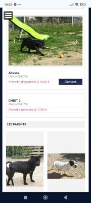 Altesse - Staffordshire Bull Terrier