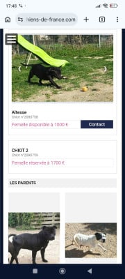 Les chiots de Staffordshire Bull Terrier