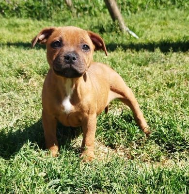 Les chiots de Staffordshire Bull Terrier