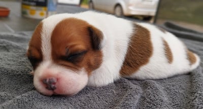 Les chiots de Staffordshire Bull Terrier