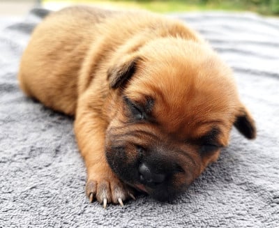 Les chiots de Staffordshire Bull Terrier