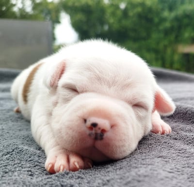 Les chiots de Staffordshire Bull Terrier