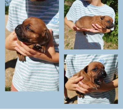 Les chiots de Staffordshire Bull Terrier