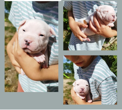 Les chiots de Staffordshire Bull Terrier