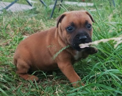 Les chiots de Staffordshire Bull Terrier