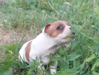 Les chiots de Staffordshire Bull Terrier