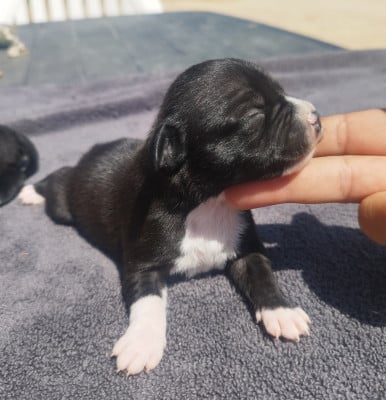 Chiot N°3 - Staffordshire Bull Terrier