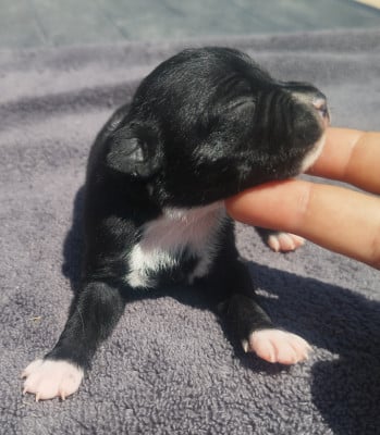 Chiot N°4 - Staffordshire Bull Terrier