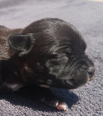 Chiot N°5 - Staffordshire Bull Terrier