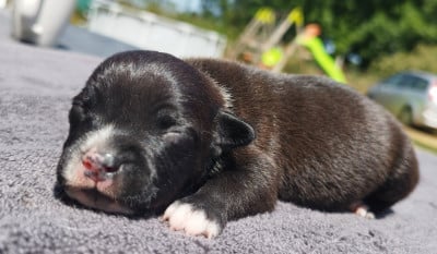 Chiot N°2 - Staffordshire Bull Terrier