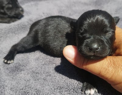 Chiot N°6 - Staffordshire Bull Terrier