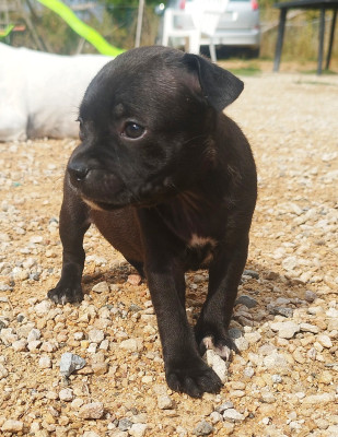 Les chiots de Staffordshire Bull Terrier