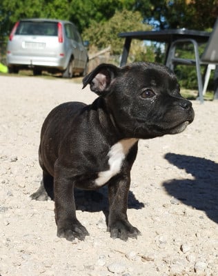Staffordshire Bull Terrier