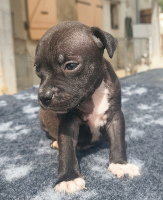 Les chiots de Staffordshire Bull Terrier