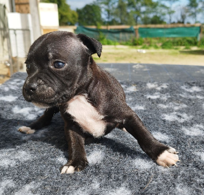 Les chiots de Staffordshire Bull Terrier