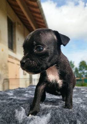 Les chiots de Staffordshire Bull Terrier