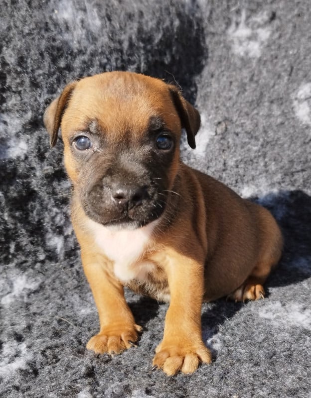 Staffordshire Bull Terrier - Everybody's Got