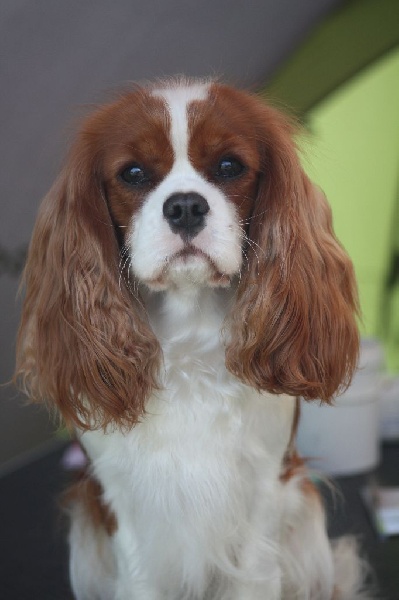 In holly day's Of Aragon's Spirit - 1ère EXC classe intermédiaire , CACS , BOS