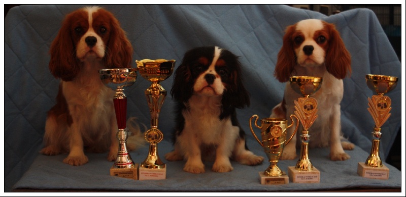 In holly day's Of Aragon's Spirit - 1ère EXC classe jeune , meilleur jeune de race