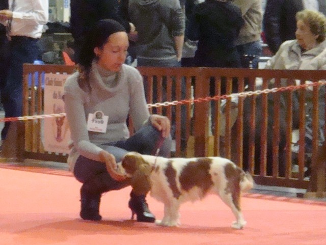 In holly day's Of Aragon's Spirit - 2ème P classe puppy