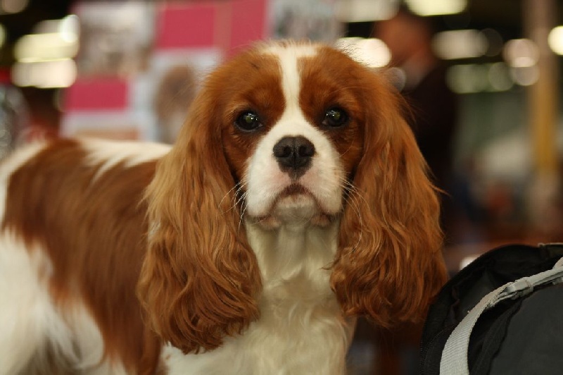 In holly day's Of Aragon's Spirit - 2ème EXC classe jeune