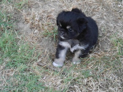 Les chiots de Epagneul tibetain