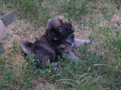 Les chiots de Epagneul tibetain