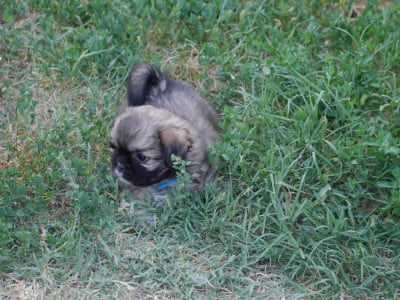 Les chiots de Epagneul tibetain
