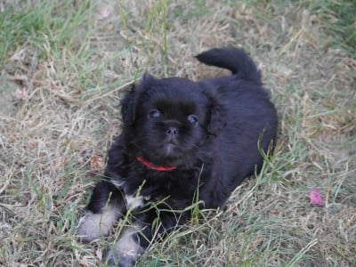 Les chiots de Epagneul tibetain