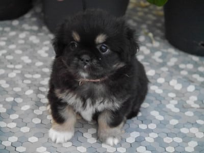 Les chiots de Epagneul tibetain