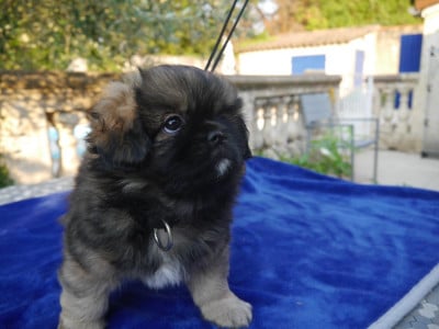 Les chiots de Epagneul tibetain