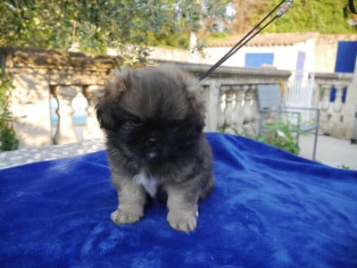 Les chiots de Epagneul tibetain