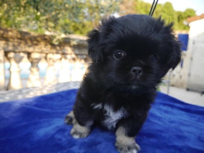 Les chiots de Epagneul tibetain