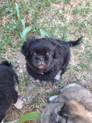 Les chiots de Epagneul tibetain