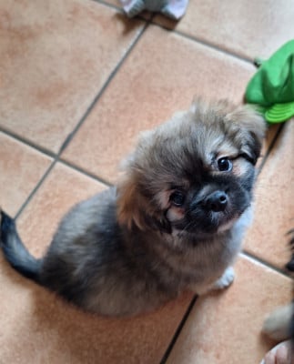 Les chiots de Epagneul tibetain